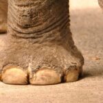 ゾウの足