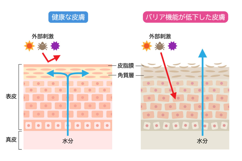 皮膚の構造